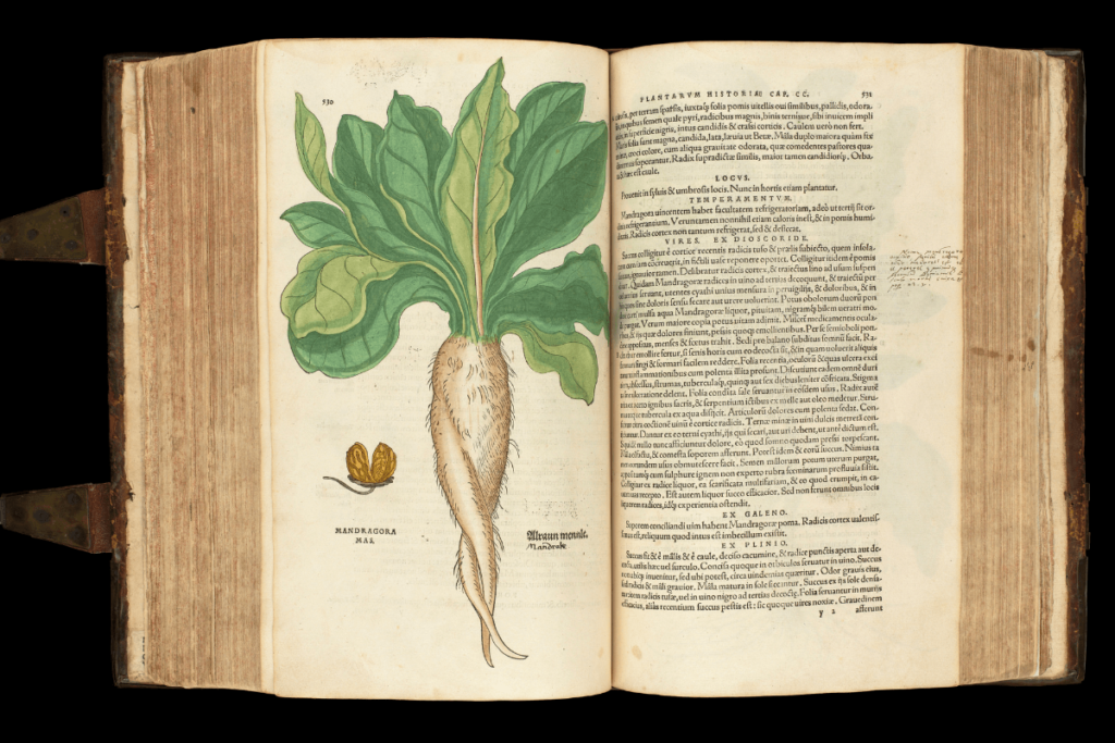 Mandrake, powerful glandular stimulant to the liver and intestines, it promotes bile flow and digestion also a possible natural cancer treatment stops cell growth.   